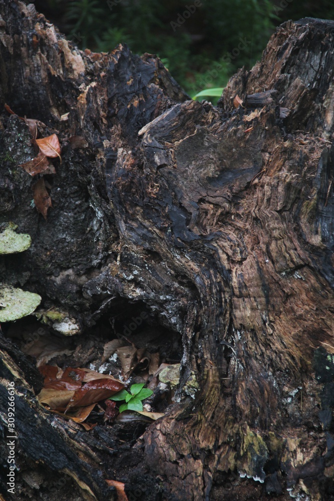 new life in dead stump new life in dead stump