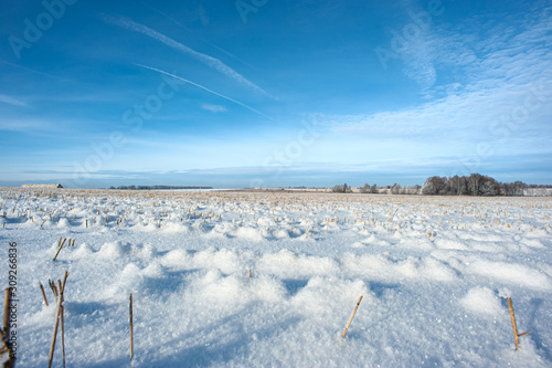 Harvested field in winter
