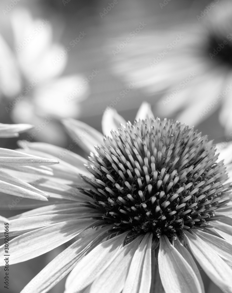 Black and white coneflower for background, card Black and white coneflower for background, card
