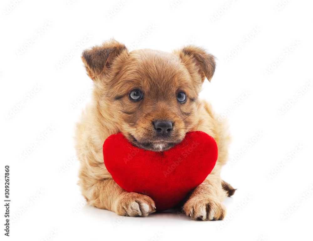 One little dog with a red heart. One little dog with a red heart.