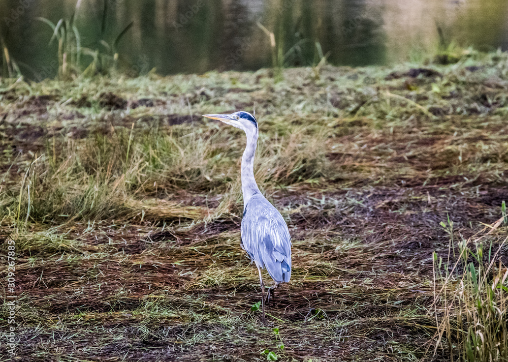Fototapeta premium great blue heron