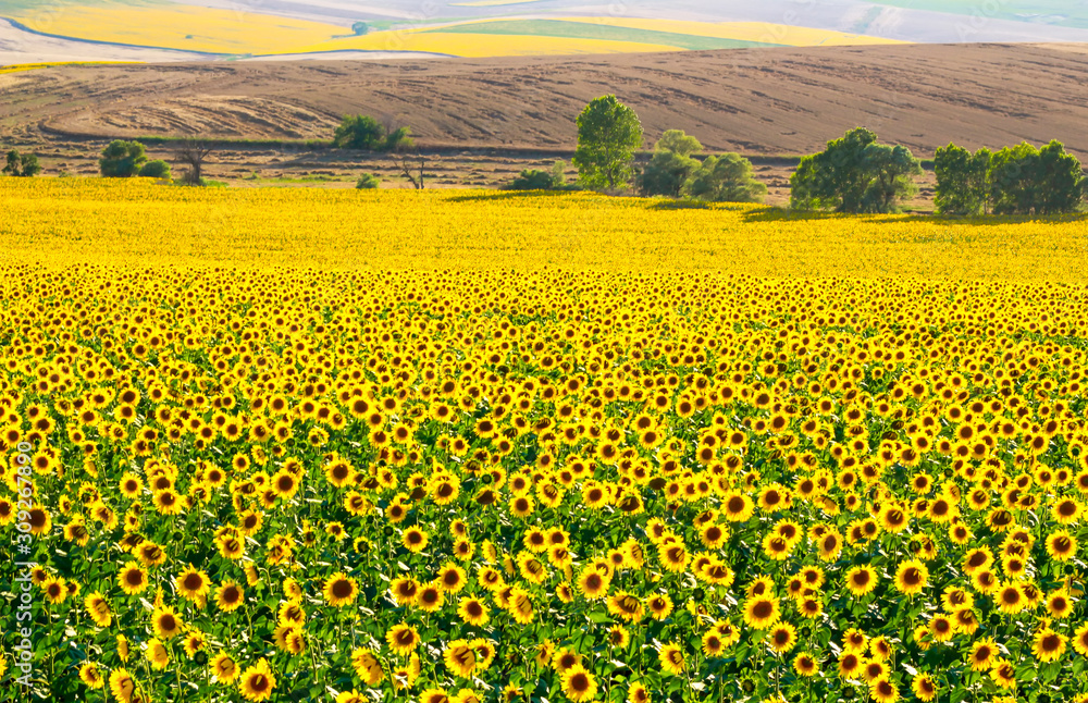 row after row of sunflowers in the sunflower field in Turkey