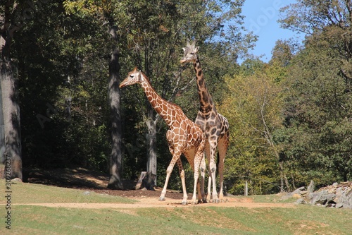 giraffes in zoo