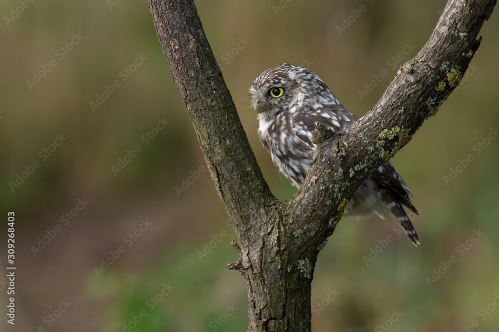 Little Owl (Athene Noctua) perched in a small tree in farmland Little Owl (Athene Noctua) perched in a small tree in farmland