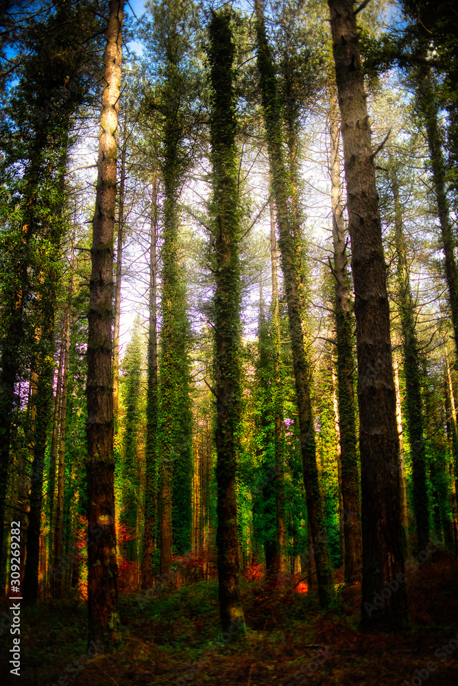 The magical forest of the Aspromonte National Park. The magical forest of the Aspromonte National Park.