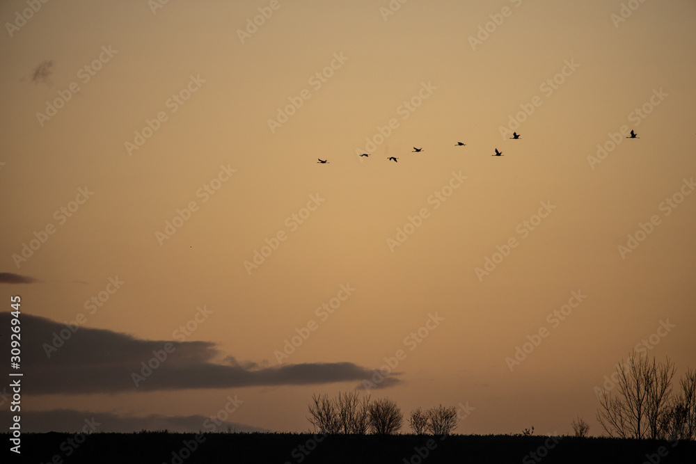 cranes flying over sky at sunrise