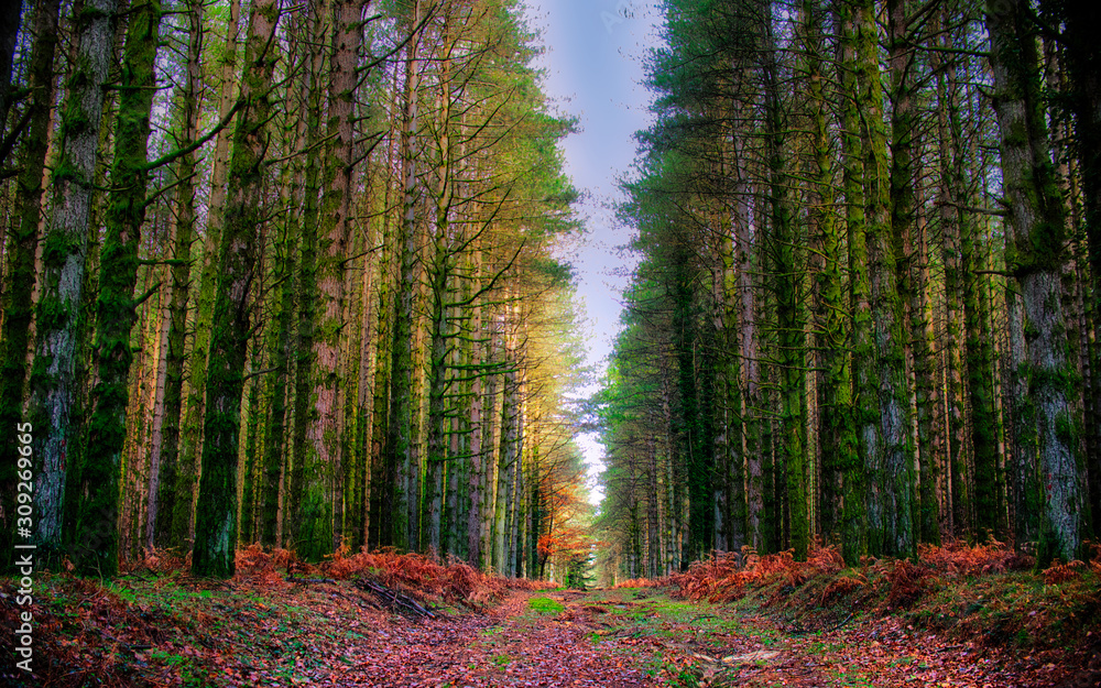 Fototapeta premium The magical forest of the Aspromonte National Park.