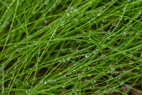 Fresh morning dew on green spring grass, natural background close up