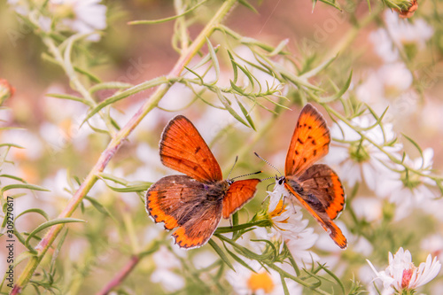 Pair of Bronze Copper Butterflies Pollinating an Aster