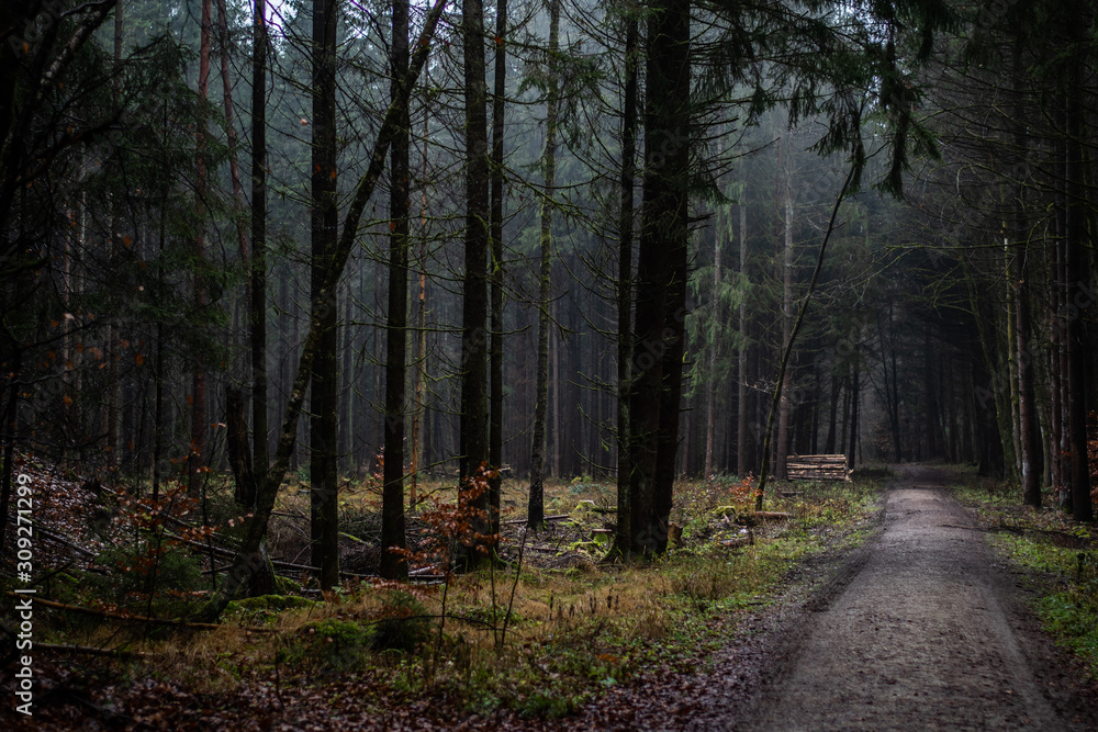 Obraz premium Hiking in Autumnal woods