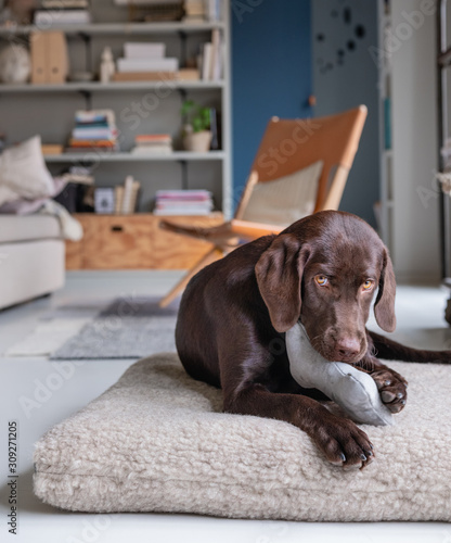 Labrador Welpe spielt zuhause mit einem Spielzeug photo