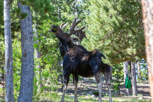 Moose in Campgrounds 
