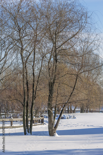 Picturesque landscape with trees in a snow-covered winter park