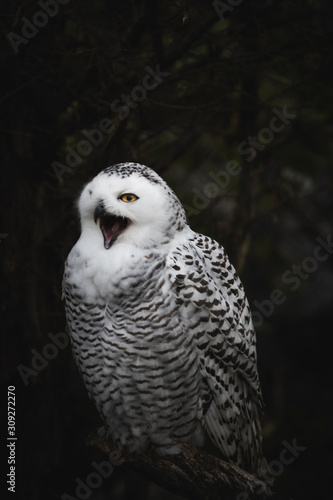 White Snowy owl © Akshay