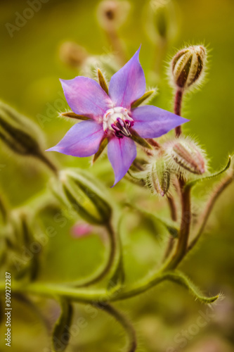 Deep Blue Purple Borage Flower with Curving Stem