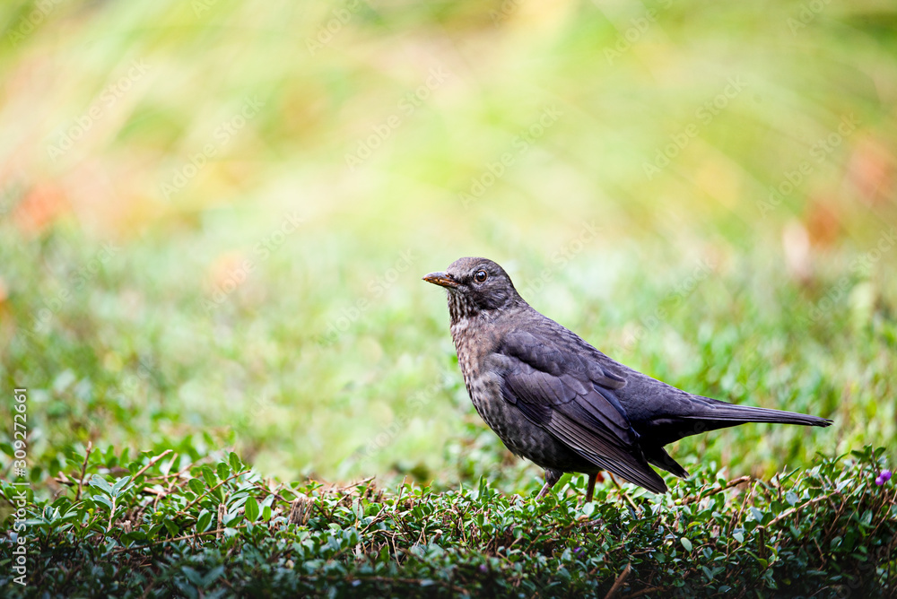 A resting blacking bird 