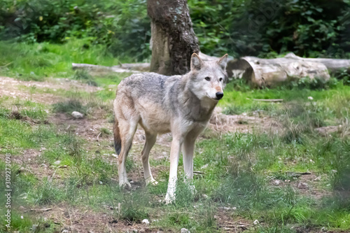New Forest  Hampshire   UK - 09 08 2018  Wolf in the forest