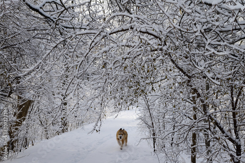 Photography Dog running on forest path with trees covered in ice and snow after storm in Tor