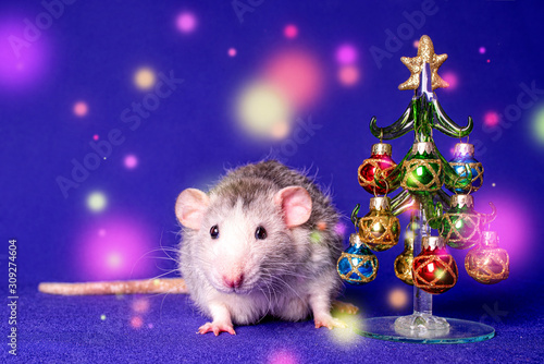 A cute dumbo rat with a Christmas tree. Symbol of the New Year.