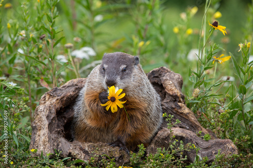 Groundhog hold a daisy 