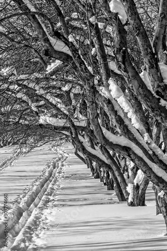 Snow-covered apple trees in an orchard, close-up. Black-and-white photo