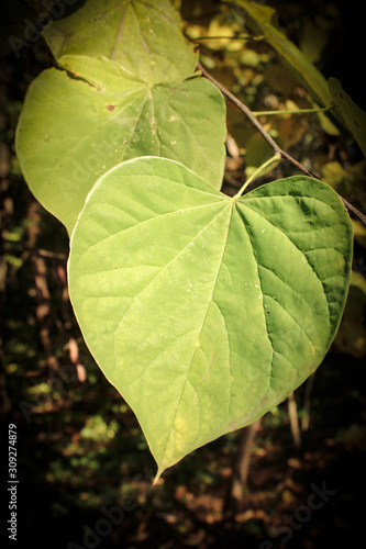 Close Up of Brightly Colored Pale Green Autumn Redbud Leaf
