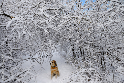 Dog sitting under bent trees covered with ice and snow on a forest path after storm in Toronto