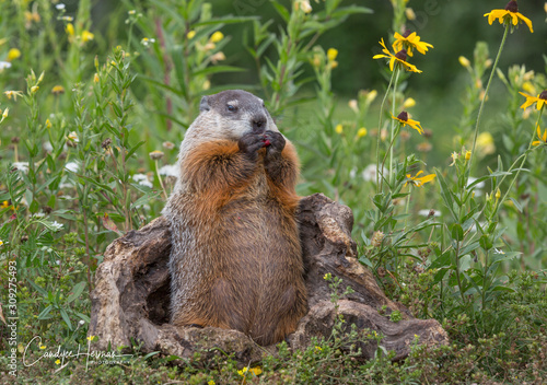 Groundhog eating a cherry 