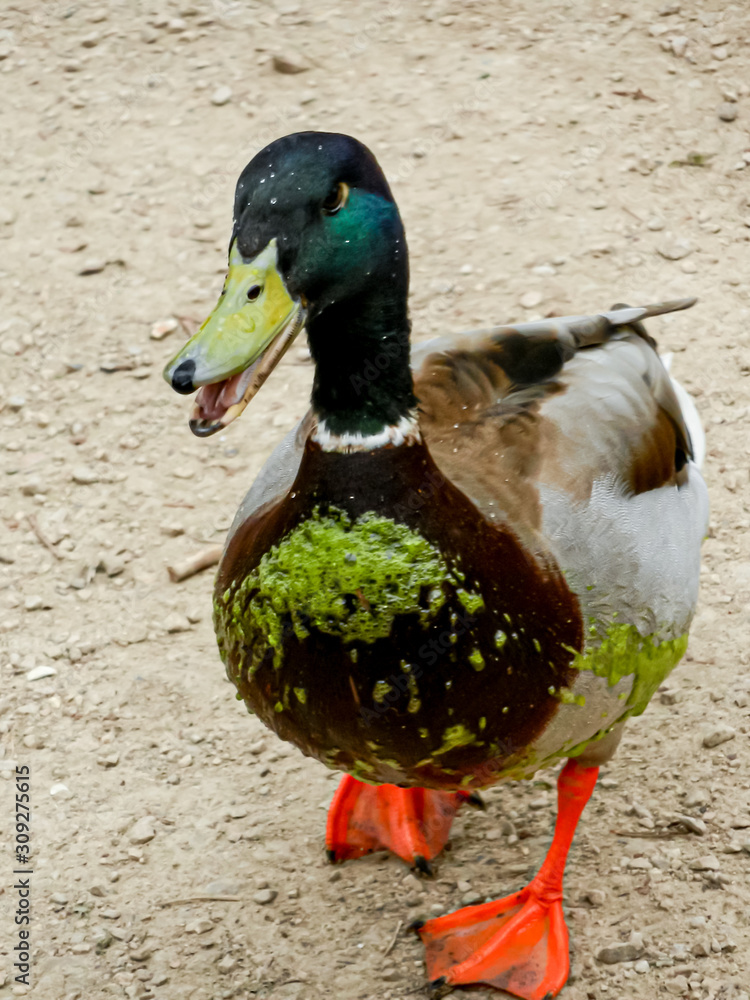 Hampshire / UK - 04 07 2012: Mallard Duck wearing Algae from the pond