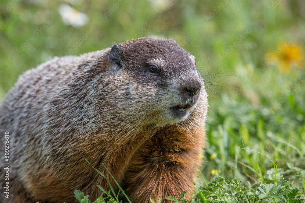 Groundhog Groundhog