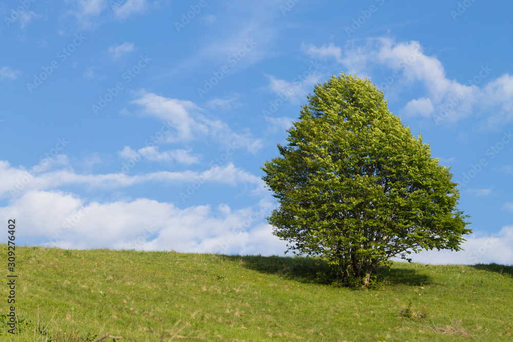 Isolated green tree on blue sky, spring background Isolated green tree on blue sky, spring background