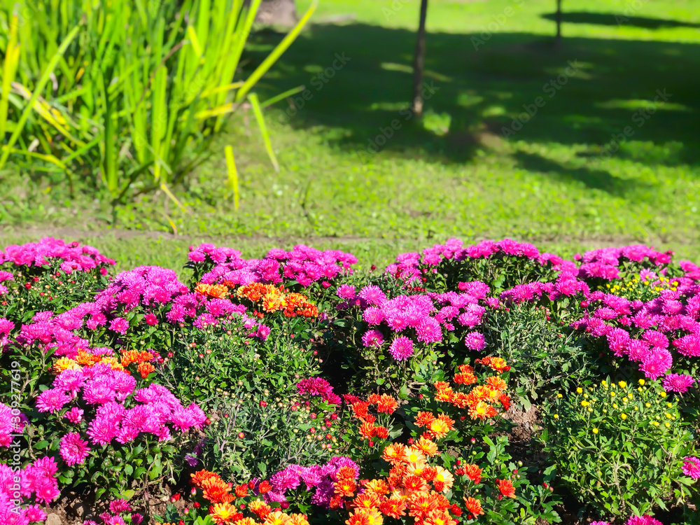 Beautiful landscape with colored flowers in a city park, a warm autumn day in the city