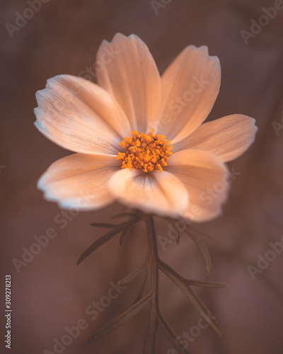 fiore di cosmea Cosmos bipinnatus con sfondo sfocato