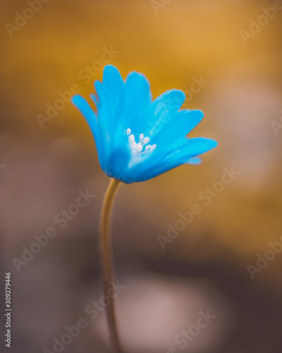 foto artistica di fiore spontaneo Anemone blanda © jeferstellari