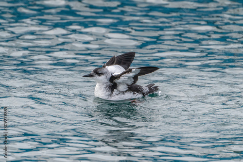 Icelandic Black Guillemot
