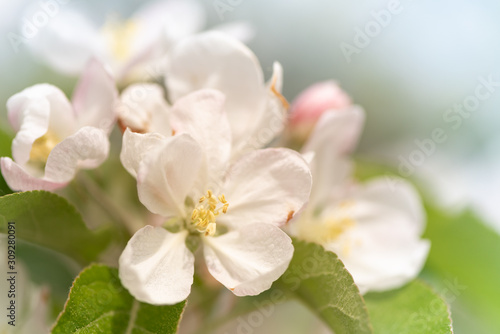 Apple tree blossom in spring in front of blurred background © Karoline Thalhofer