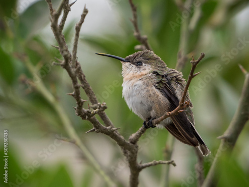 A specimen of a hummingbird, Thaumastura cora