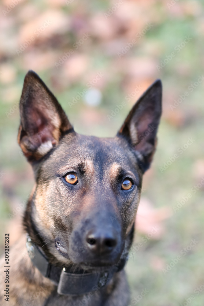 Naklejka premium Portrait of a Belgian Shepherd dog. Eye contact. Belgian Malinois posing in the autumn park. Shallow depth of field, dog's eyes in sharpness. Blurred background. 