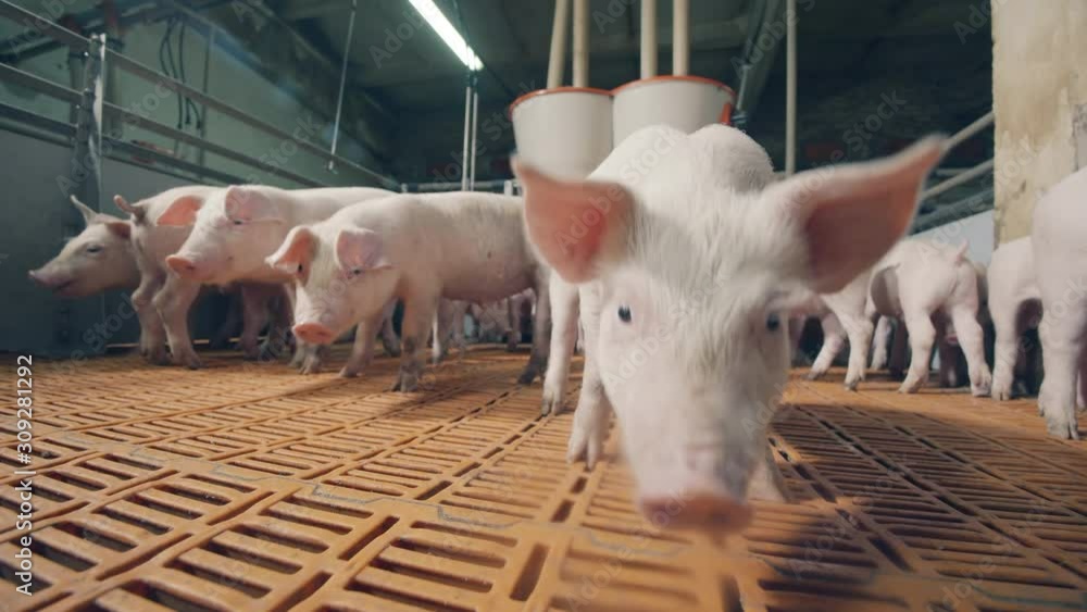 Young pigs in the farm yard sniffing the camera. Pigs in a pigsty on a pig farm