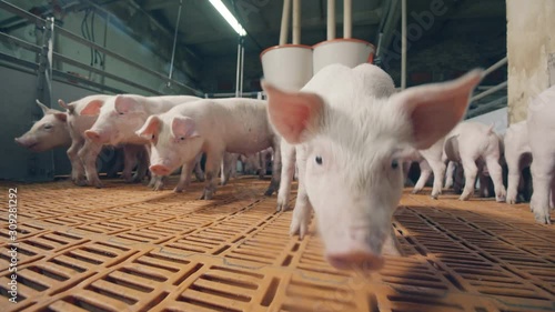 Young pigs in the farm yard sniffing the camera. Pigs in a pigsty on a pig farm
