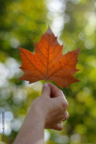 maple leaf in a woman s hand