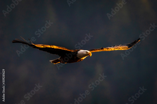 Sunlit Bald Eagle photo