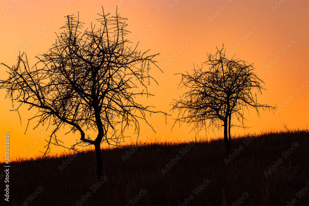Silhouette of two lonely trees in a field against the sunset sky Silhouette of two lonely trees in a field against the sunset sky