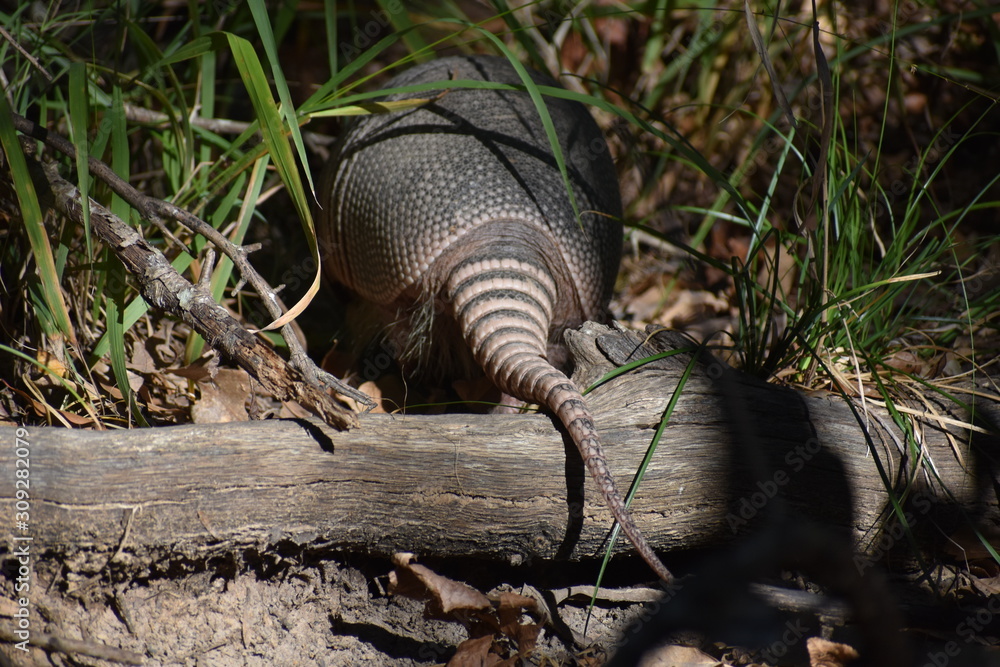 armadillo armadillo