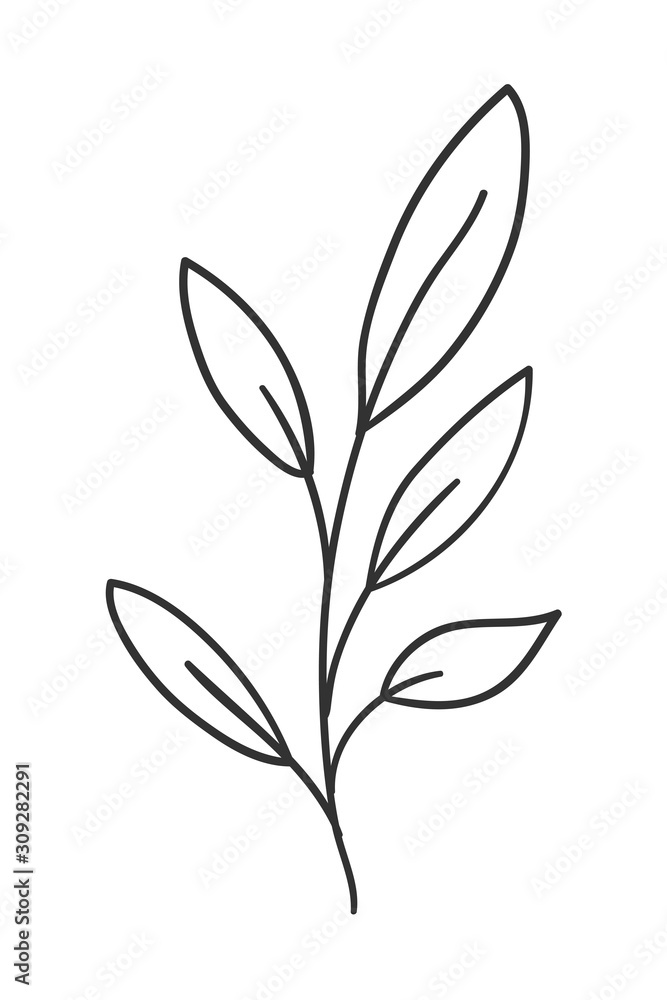 Isolated leaf plant vector design Isolated leaf plant vector design