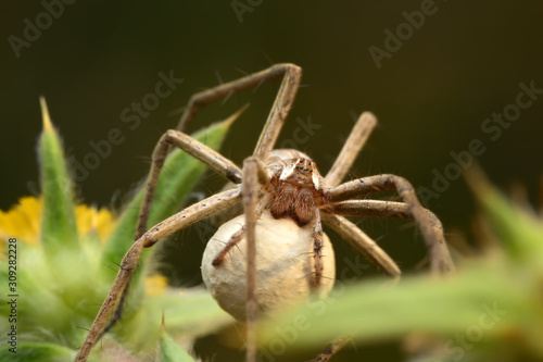 Close up Spider's nest, Cobweb spider. They started making silk to protect their bodies and their eggs.