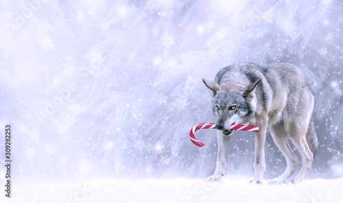 Christmas portrait of fabulous funny grinning gray wolf (canis lupus) keep candy cane lollipop in teeth on winter snow background with snowfall. Fantasy new year card with snowy forest, copy space.