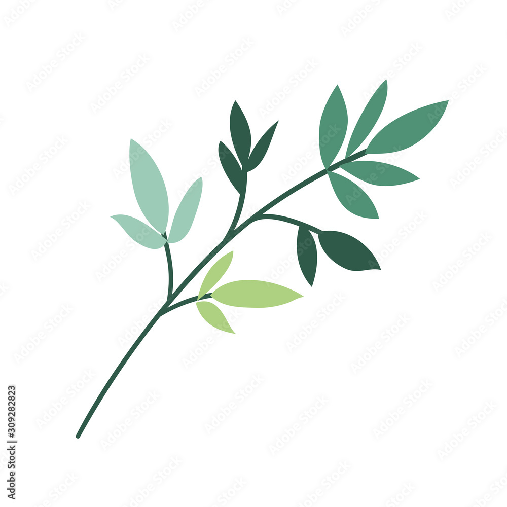 Isolated leaf plant vector design Isolated leaf plant vector design