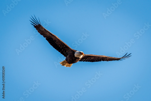 Bald Eagle Soaring In The Sky