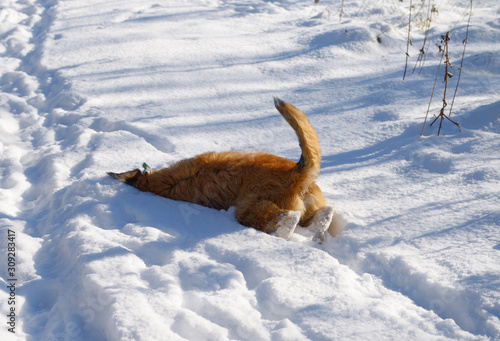 Photography Pet dog on a walk burrowing into the snow to remove burrs from face